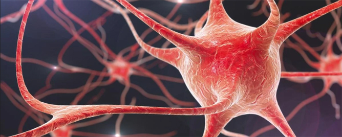 <br>Discovered that a certain type of cell that sits on top of the brain’s smallest blood vessels senses when their brain region needs energy.....<a href='https://www.medschool.umaryland.edu/news/2023/Special-Vascular-Cells-Adjust-Blood-Flow-in-Brain-Capillaries-Based-on-Local-Energy-Needs.html' target='_blank'>More</a>