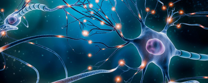 <br>The wireless magnetogenetic approach has therapeutic potential and could be used to treat motor dysfunction in people with early- or late-stage Parkinson’s disease....<a href='https://www.acs.org/pressroom/presspacs/2024/january/using-magnetized-neurons-to-treat-parkinsons-disease-symptoms.html' target='_blank'>More</a>