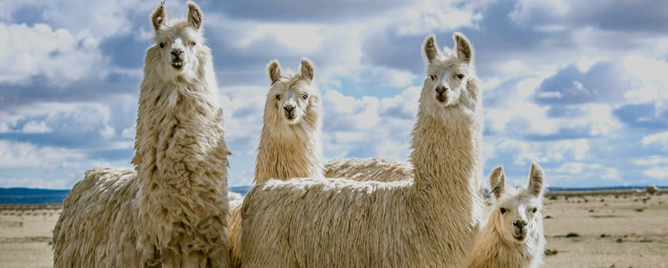 <br>Scientists have been exploring since the early days of the pandemic may come in the form of tiny antibodies derived from llamas, which target various parts of the SARS-CoV-2 ....<a href='https://www.rockefeller.edu/news/33724-innovative-approach-opens-the-door-to-covid-nanobody-therapies/' target='_blank'>More</a>
